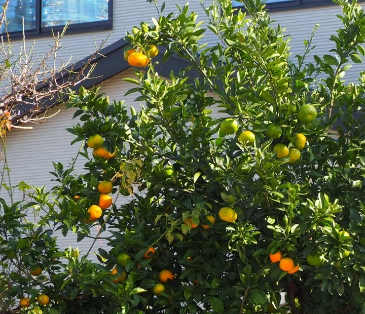 家庭で栽培されている橙（ダイダイ）